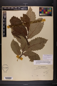 Castanea pumila var. ozarkensis image