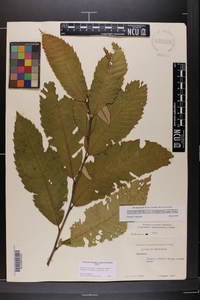 Castanea pumila var. ozarkensis image