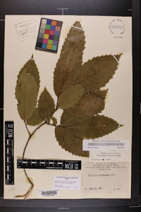 Castanea pumila var. ozarkensis image