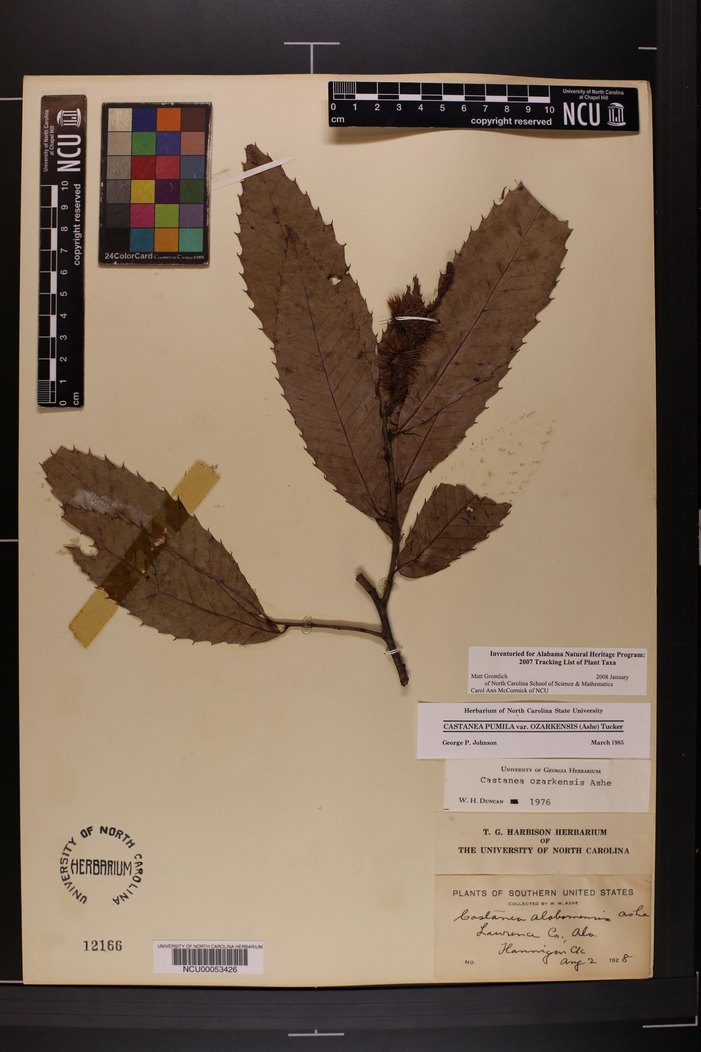 Castanea alabamensis image