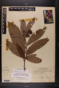 Castanea alabamensis image