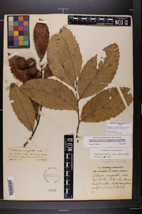 Castanea pumila var. ozarkensis image