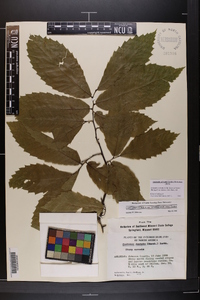 Castanea pumila var. ozarkensis image