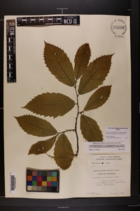 Castanea pumila var. ozarkensis image