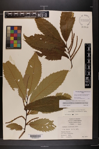 Castanea pumila var. ozarkensis image