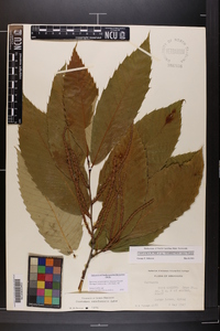 Castanea pumila var. ozarkensis image