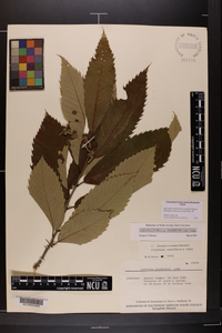 Castanea pumila var. ozarkensis image