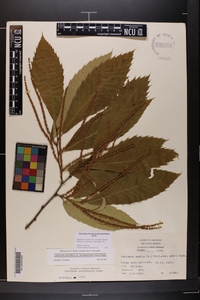 Castanea pumila var. ozarkensis image