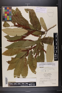 Castanea pumila var. ozarkensis image