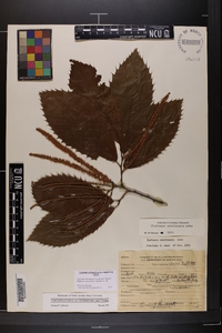 Castanea pumila var. ozarkensis image