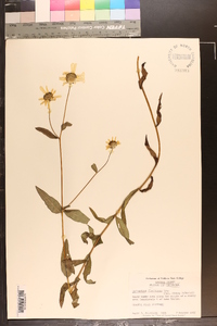 Helianthus floridanus image