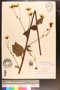 Helianthus atrorubens image