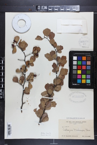 Crataegus michauxii image