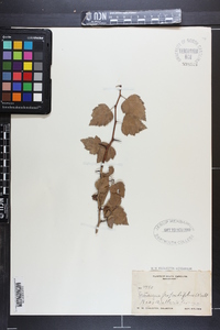 Crataegus populifolia image