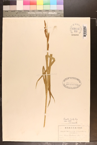 Carex shortiana image