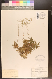 Draba ramosissima image