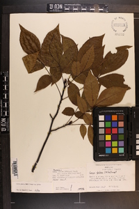 Carya glabra var. glabra image