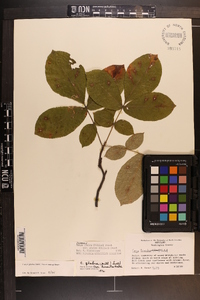 Carya glabra var. glabra image