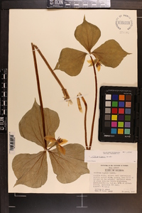 Trillium rugelii image