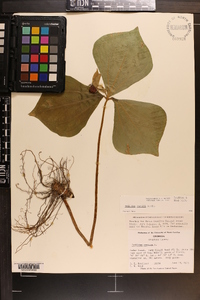 Trillium rugelii image