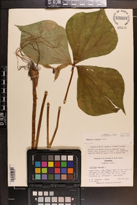 Trillium rugelii image