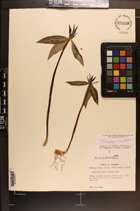 Trillium lanceolatum image