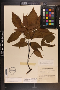 Carya glabra var. glabra image