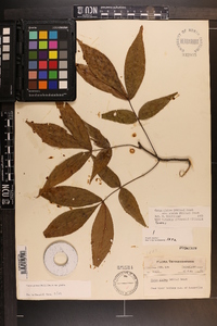 Carya glabra var. glabra image