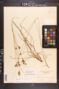 Rhynchospora torreyana image