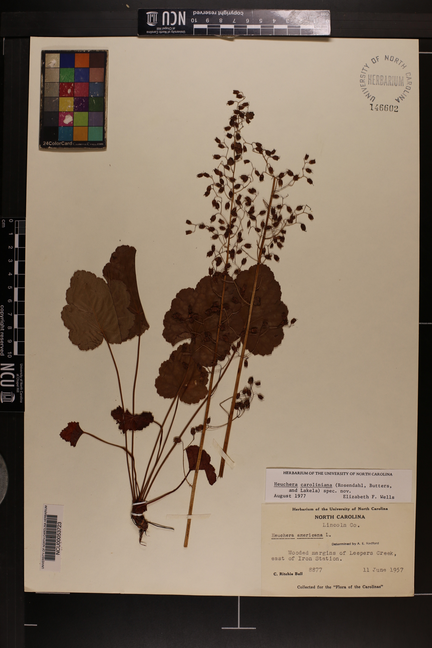 Heuchera caroliniana image