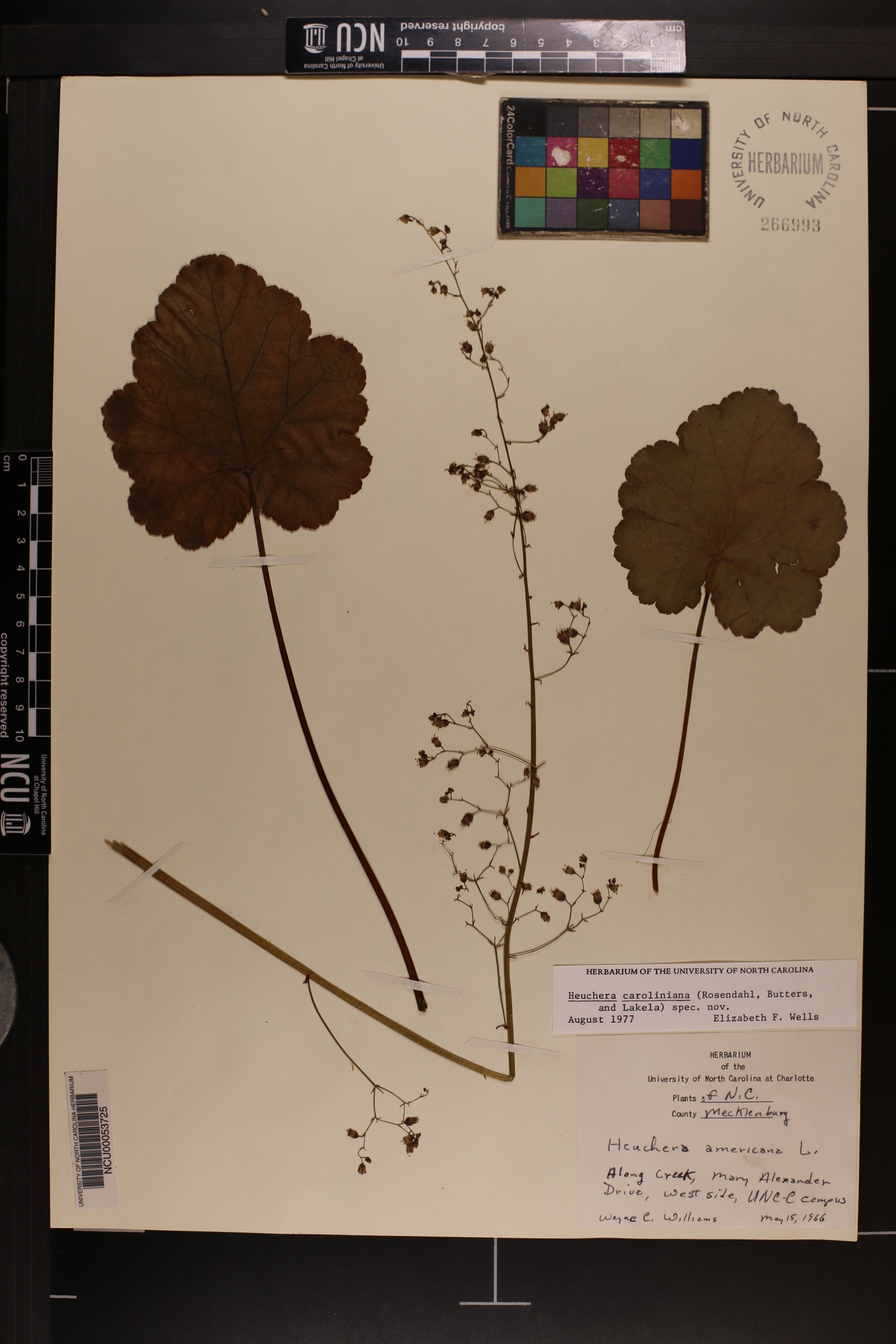 Heuchera caroliniana image