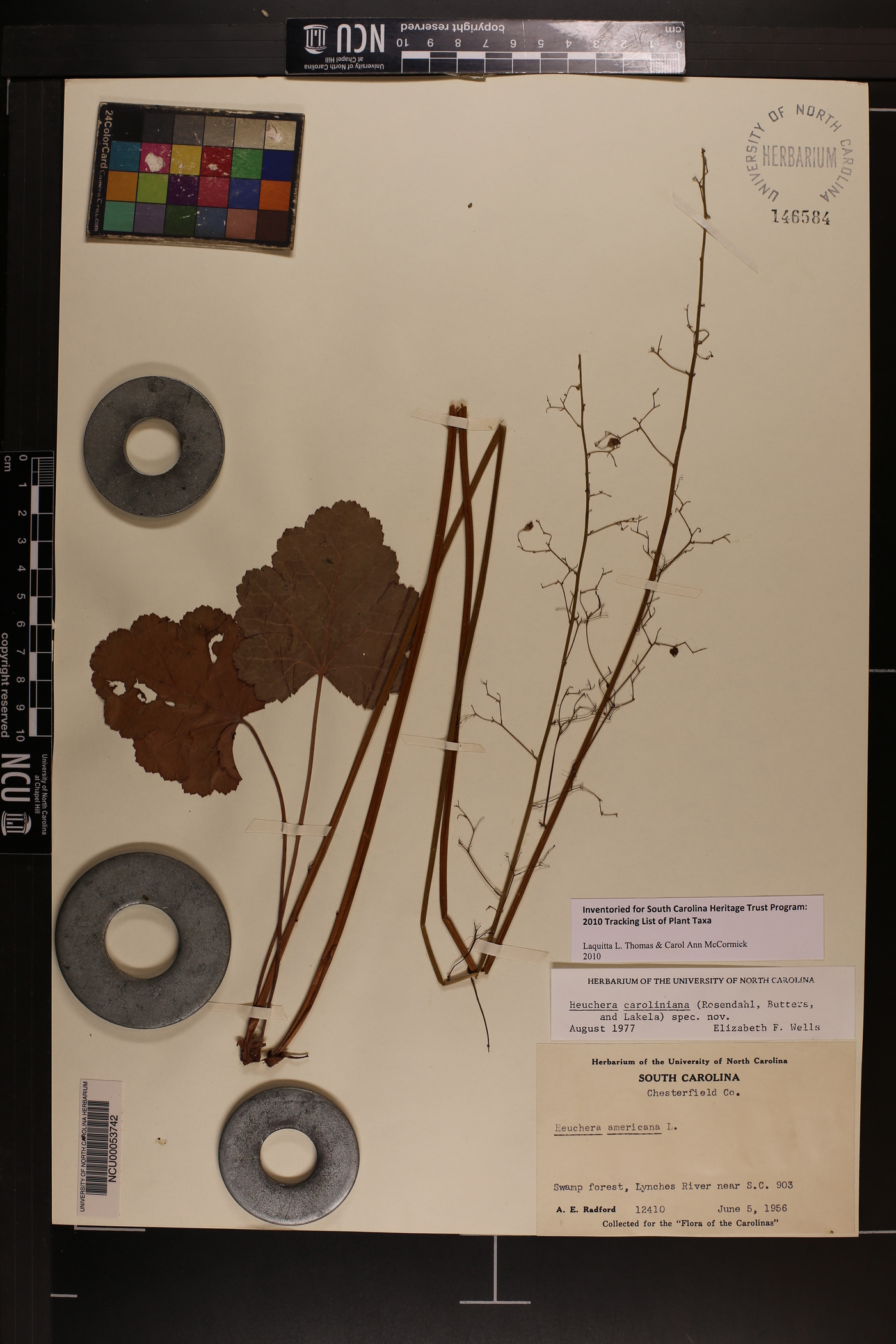 Heuchera caroliniana image