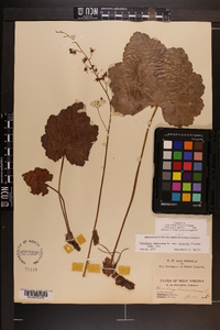 Heuchera americana image