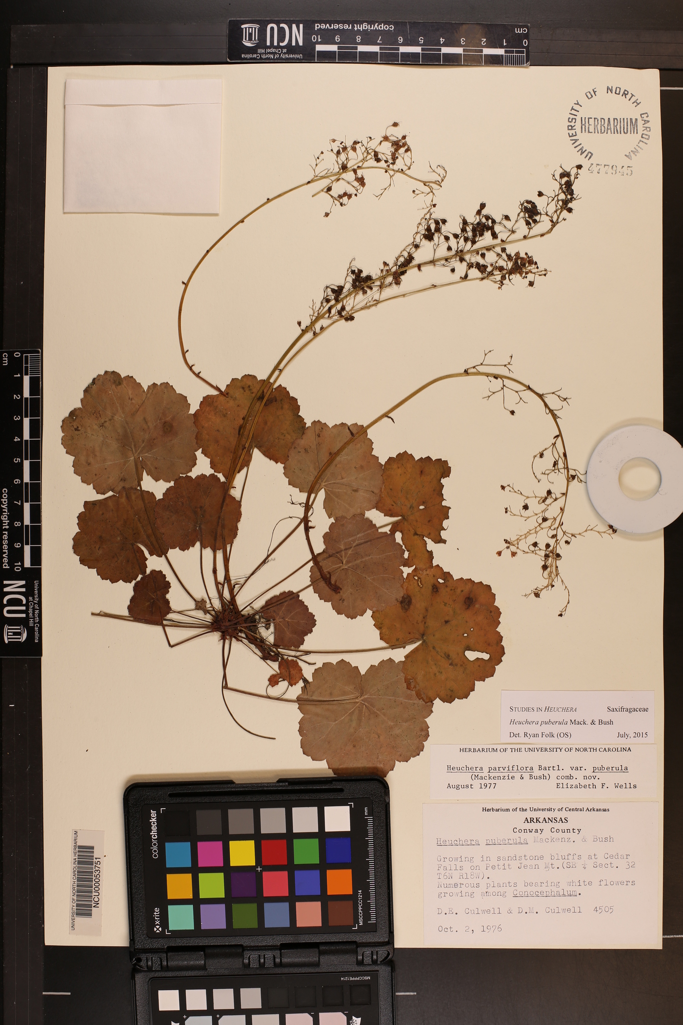 Heuchera puberula image