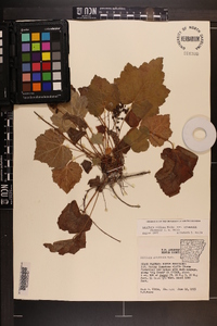 Heuchera villosa var. arkansana image