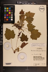 Heuchera villosa var. arkansana image