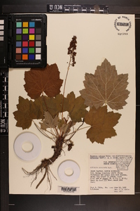 Heuchera villosa image