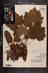 Heuchera villosa image