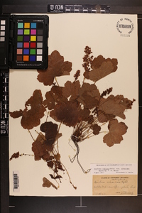 Heuchera villosa image