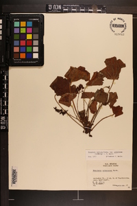 Heuchera villosa image