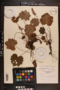 Heuchera villosa var. arkansana image