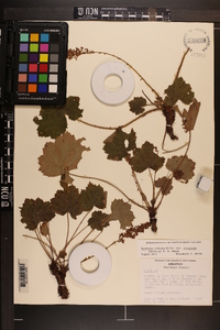 Heuchera villosa var. arkansana image