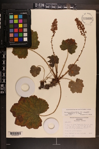 Heuchera villosa var. arkansana image