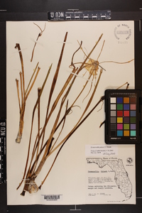 Hymenocallis palmeri image