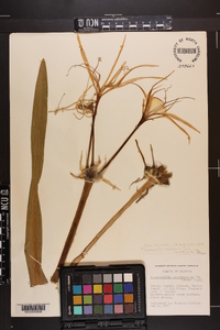 Hymenocallis liriosme image