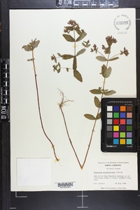 Hypericum mitchellianum image