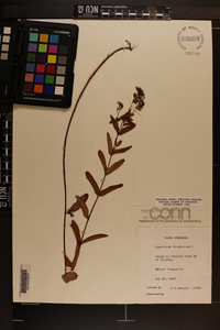 Hypericum mitchellianum image