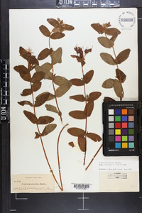 Hypericum graveolens image