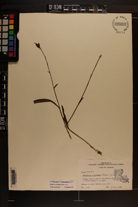 Platanthera clavellata image