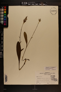 Platanthera clavellata image